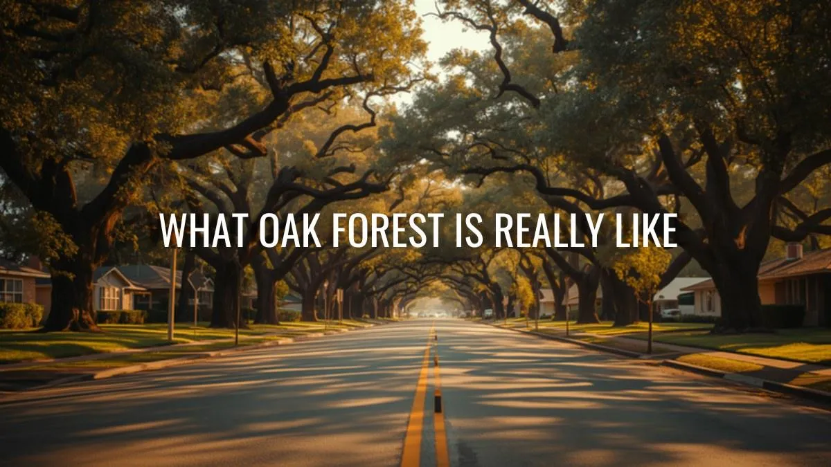 Oak Forest, Houston: What It's Like to Live There in 2026